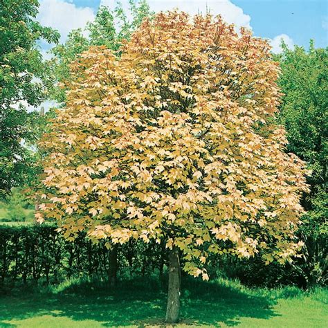 Acer Pseudoplatanus Brilliantissimum Northern Irelands Specialist