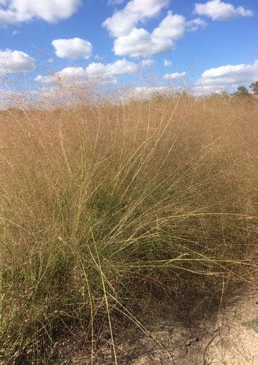 Purple Lovegrass Native American Seed