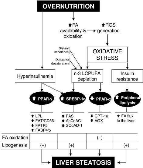 Overnutrition Induced Oxidative Stress And Its Relationship With