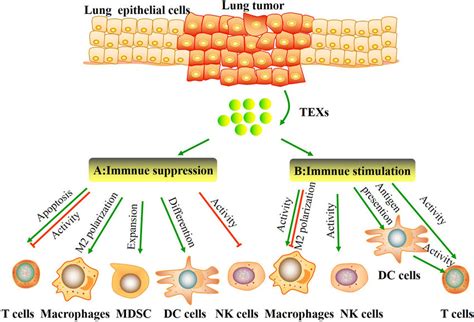 Tumor Derived Exosomes Texs Carry And Deliver Both Immunosuppressive