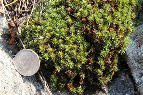 Maryland Biodiversity Project Bristly Haircap Moss Polytrichum