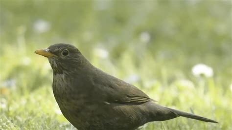 Le Merle Noir Chante Des Jardins Aux Forêts