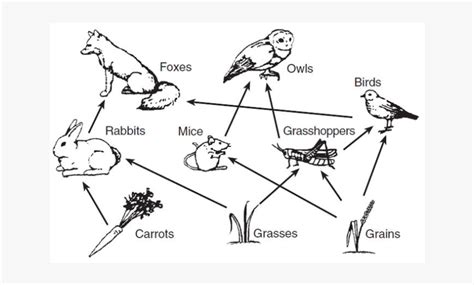 Diagrams Of Food Webs, HD Png Download , Transparent Png Image - PNGitem