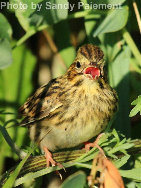 Savannah Sparrow - East Cascades Audubon Society