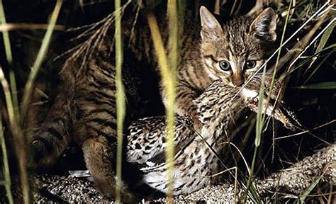 Chinese Mountain Cat (Felis bieti) - Wild Cats Magazine