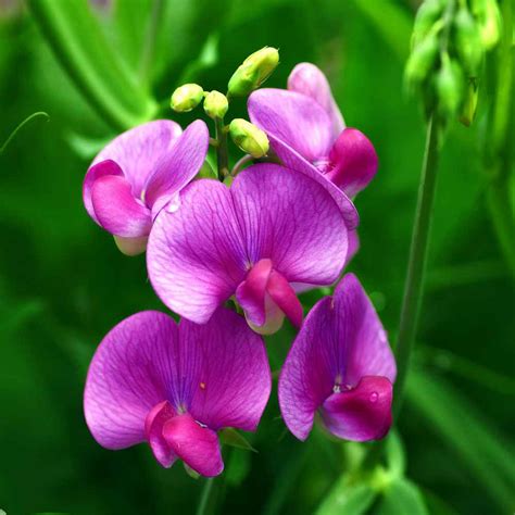 Sweet Peas Seeds Everlasting Sweet Pea Pink Pearl Flower Seed