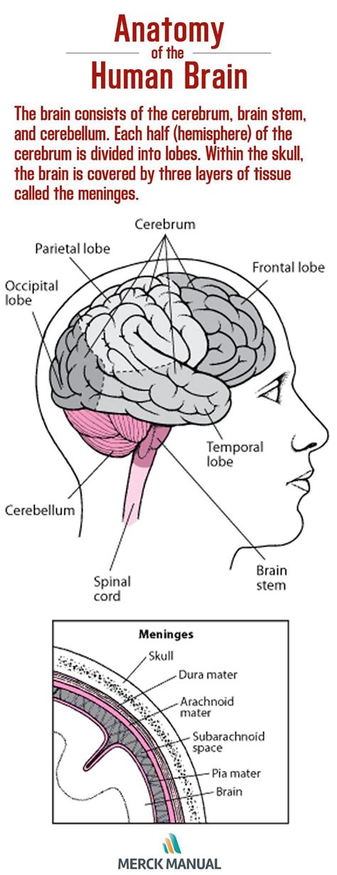 The Brain Has Three Main Parts The Cerebrum The Brain Stem And The