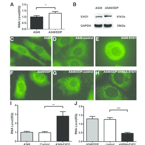 Establishment Of EHD1 Overexpressing And EHD1 Knockdown NSCLC Cells