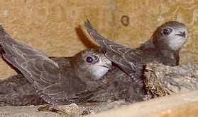 Swift Nest Boxes and Call Systems | hampshire swifts