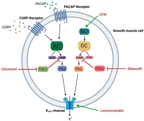 Cells Free Full Text Atp Sensitive Potassium Channels In Migraine