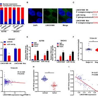 LINC01969 Is Targeted By MiR 144 5p A Localization Of LINC01969 By