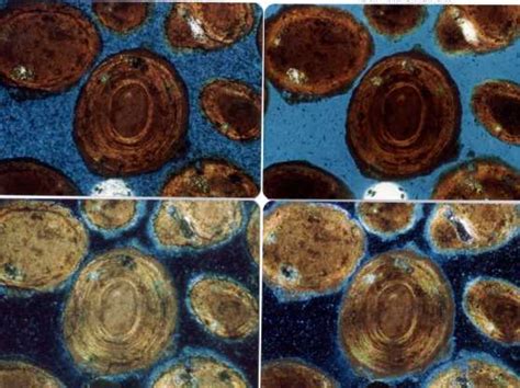 Ooids on a tropical island beach – Quekett Microscopical Club