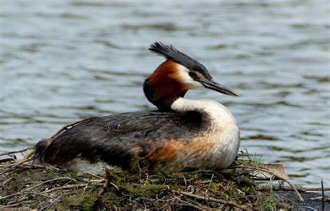 The Australasian Crested Grebe The Australasian Crested G Flickr