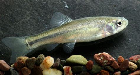 Fathead Minnow- Ohio Fish Guide