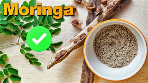 Beneficios De Consumir La Moringa Descubre Sus Propiedades Y Ventajas
