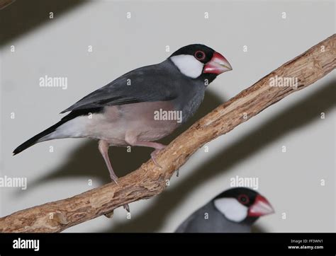 Sotheast Asian Java Rice Sparrow or Javan Finch (Padda oryzivora) perching on a branch Stock ...