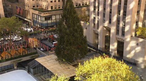 Rockefeller Center Juletre Kommer Til New York Nbc New York Thecoolgirl No