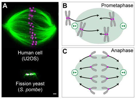 Mitotic Spindles And Forces Acting On Chromosomes A A Mitotic