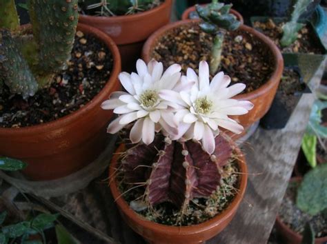 Gymnocalycium Mihanovichii CactiGuide