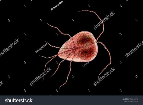 Giardia Intestinalis Protozoan Isolated On Black Stock Illustration 1168134514