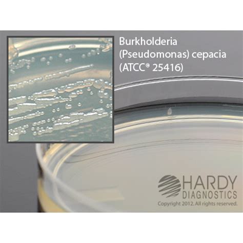 Hardy Diagnostic G219 Dry Culture Media Pseudomas Isolation Agar Plate