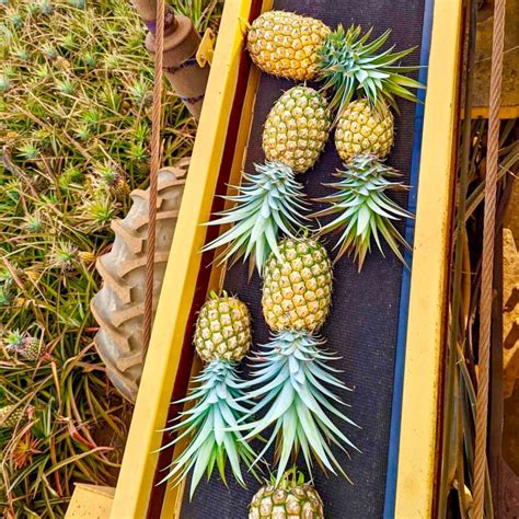 Maui Pineapple Tour | Top Things to do on Maui