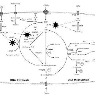 Ntracellular Pathway Of Folate Metabolism With Highlighted Critical