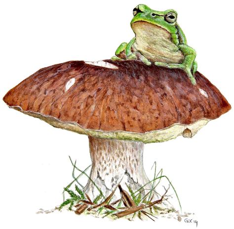 Frog Mushroom Drawing Np