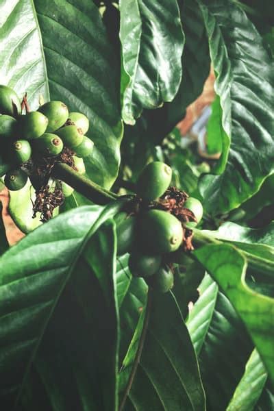 1 Coffee Plant Care Guide Free Infographic To Download