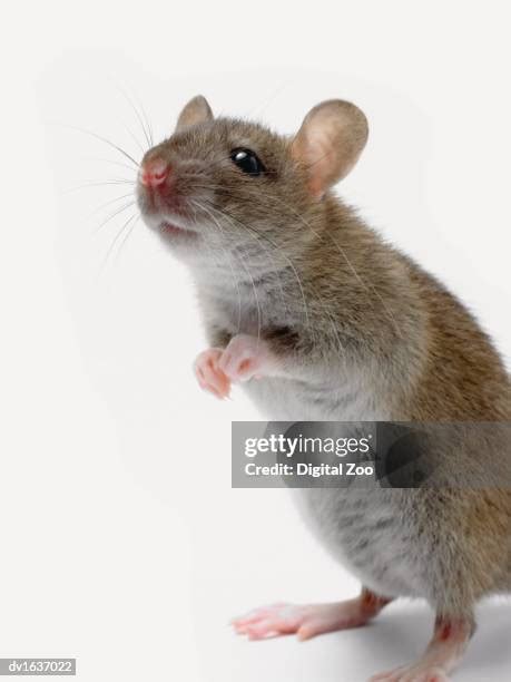 1,781 Rat Standing Up Stock Photos, High-Res Pictures, and Images - Getty Images