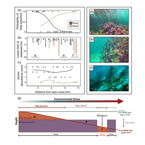 Spatial Patterns And Local Drivers Of Kelp Loss And Resilience A C