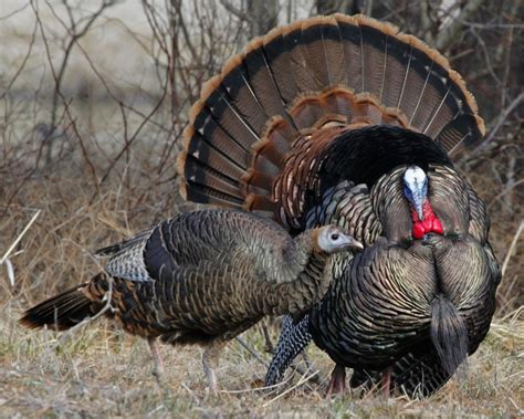 Wild Turkeys During Mating Season Smithsonian Photo Contest Smithsonian Magazine