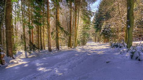 Photos Winter Nature Snow Forests Trees Seasons X