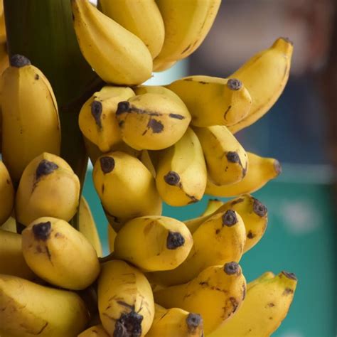 Estudo Uma Banana Por Dia Pode Prevenir Casos Heredit Rios De C Ncer