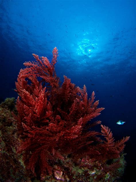 Why Are Plants Red In Color At The Bottom Of The Ocean Scienceabc