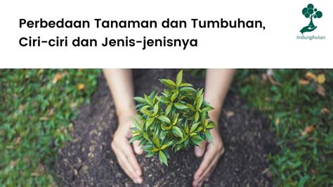 Perbedaan Tanaman dan Tumbuhan, Ciri-ciri dan Jenisnya