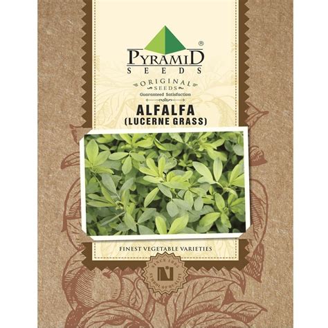 100 G Alfalfa Seeds At Rs 330 Pack Lucerne Seeds In Pune ID