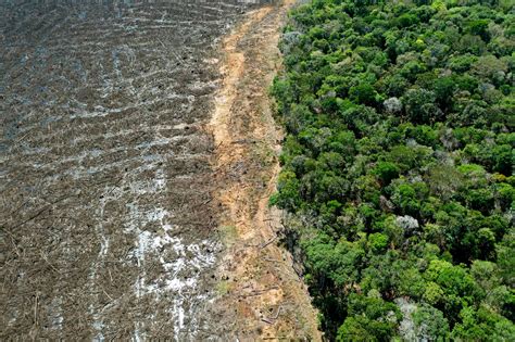 La deforestación en la Amazonia se dispara y alcanza el récord en 12