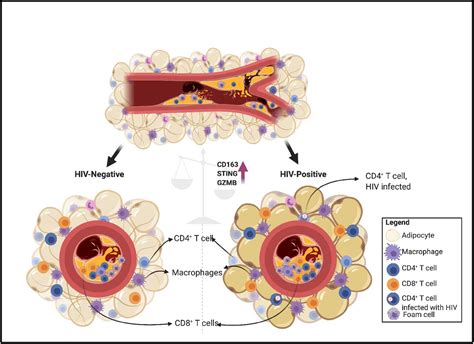 Digital Spatial Profiling Of Coronary Plaques From Persons Living With