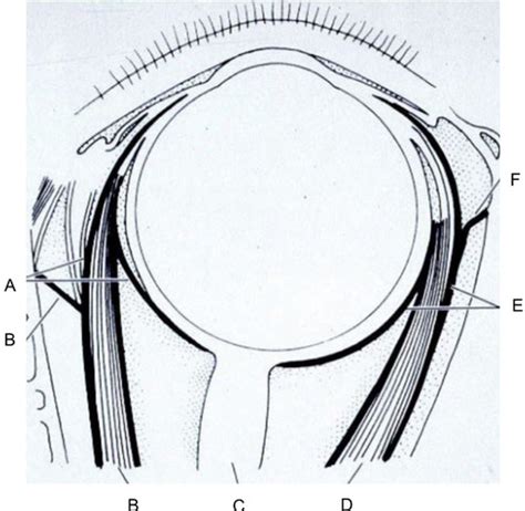 Conjunctiva Sclera Flashcards Quizlet