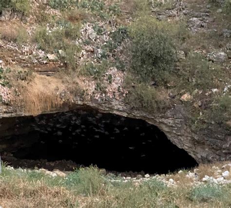 Bat Flight At Bracken Cave Laurie Roath Frazier