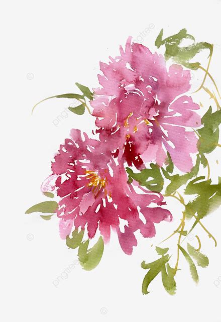 Blooming Peony Ink Bloom Flowers Png Transparent Clipart Image And