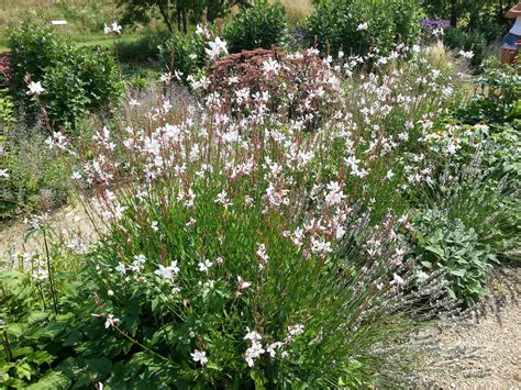 Gaura Lindheimeri Prachtkerze Pflanzenwissen