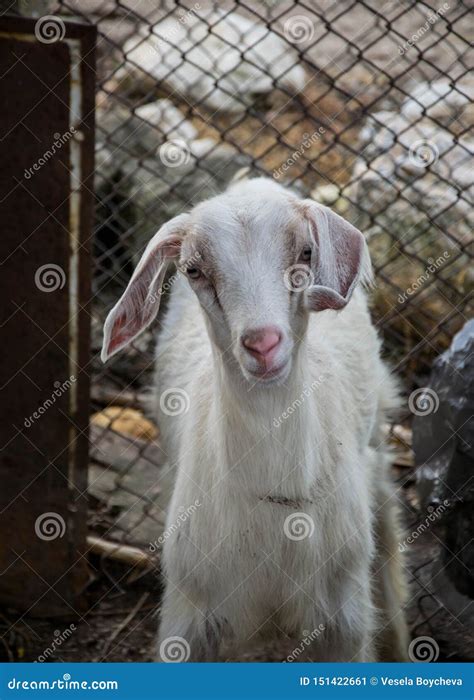 Portrait Of A Beautiful Cute Baby Goat On The Farm Livestock Stock