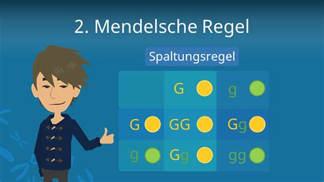 2 Mendelsche Regel Spaltungsregel • Einfach Erklärt · Mit Video