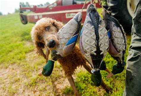 Hunting Poodles Capture Life Through The Lens