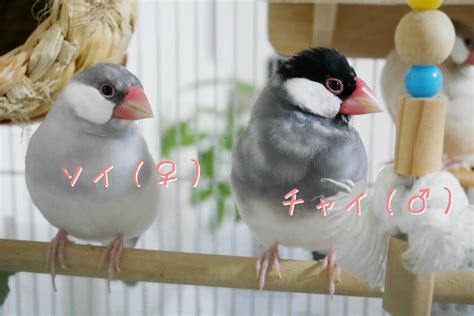 我が家の文鳥たちでオス・メスの差を比較＆見分け方を考えてみました｜文鳥デイズ