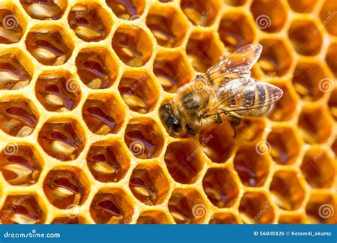 Bee Work On Honeycomb With Sweet Honey Stock Photo Image Of Gold