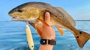 How To Catch Redfish Everything You Need To Know