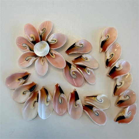 15 Lily Cut Strombus Luhuanus Shells Approx 1 1 5 Beautifully Cut